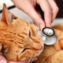 5 بیماری شایع در گربه‌ها، پیشگیری و مراقبت